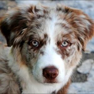 Meet your Posher, Rose